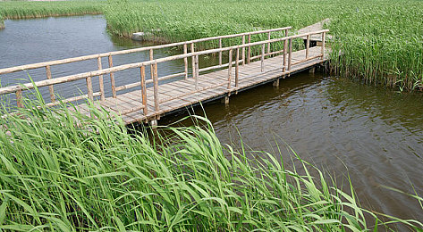 天天日日日干：极限竞速地平线5，沉浸墨西哥赛道，体验速度与激情之旅-2