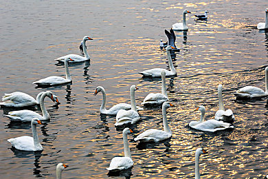 推特破解版9.1免费版安装在线使用：未来都市竞速新版本上线，动态天气与隐藏赛道全解析-3