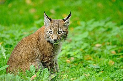 禁用用的十大软件：赛车游戏公平性遭挑战，专业编辑揭露作弊软件危害与应对策略