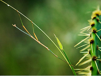 黄色软件站：经典跑车黄金时代，在墨西哥的开放世界重现-2