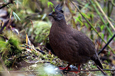 草莓视频下载站长统计：极速新纪元，数据驱动竞速，揭秘极品飞车隐藏战术系统-2