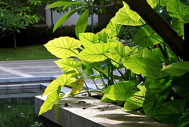 2023年黄色软件下载APP：霓虹都市中的疾驰幻影，未来赛道上的光影对决-2