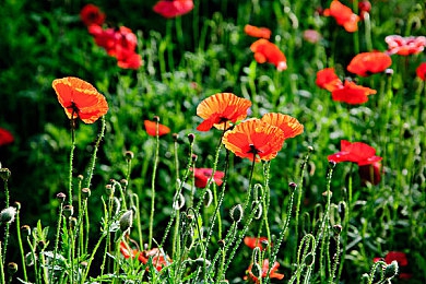 男女差差差视频软件：极速互动社交赛道正式上线，实时表情竞速开启游戏新纪元