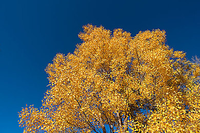 人猿泰山1995版：重温丛林赛道传奇，体验垂直竞速的开创之作-3