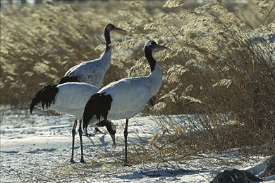 大学生XXXX：极限竞速地平线5，开放世界中的青春驰骋与探索之旅-3