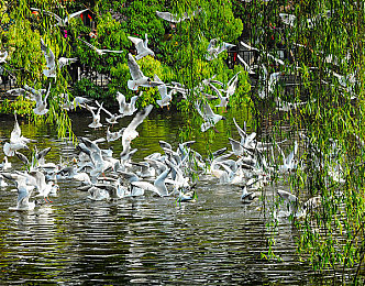 五月天三区:当摇滚旋律驱动速度,在霓虹弯道谱写自由乐章-2