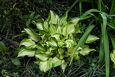 一黄一毛一性一交一爱：霓虹夜幕下的极速传说，街头竞速与都市秘闻