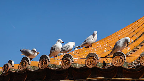 男生和女生一起差差差APP大全下载：竞速新纪元，双人搭档共闯赛道挑战-3