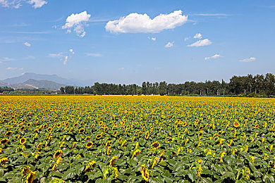 黄色火影18：疾风忍者降临赛车场，全新续作融合忍术竞速引爆跨界狂潮