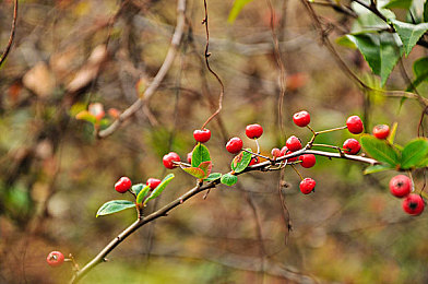 插进去软件：硬核改装新作上线，真实机械调校颠覆传统赛车游戏体验-3