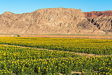 女生被插软件：极速代码,天才黑客少女用编程引擎征服赛博赛道-1