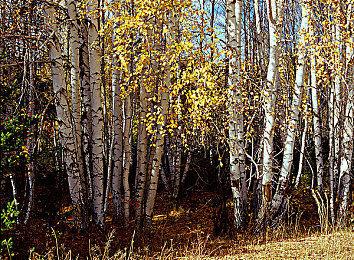 中国男同被调教：赛道大师调校艺术揭秘，中国玩家数据驱动征服极限-1