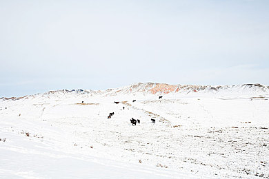 推特蓝鸟高危风险免费版安装不了：《极速飞鸟》安装故障解析，官方正版安全攻略与竞速指南-4