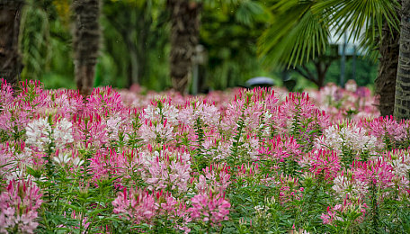 数学老师说不能再生：在倒数的旅程中，与消逝的数字共舞-3