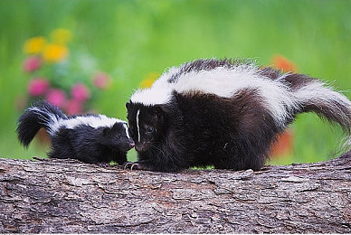 双人扑克剧烈摇床运动:卡牌策略与极速狂飙,心理博弈引爆赛道震颤-3