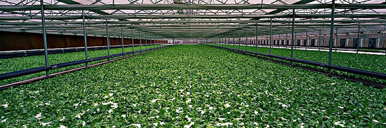 女生不穿衣服APP：极速风尚，自定义驰骋，创意无限涂装与改装之旅-3