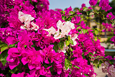 国产麻豆:镜头下的国风之旅,车轮上的城市诗篇-3