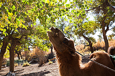 男生和女生一差差App下载：极速差分，性别策略竞速新纪元-2