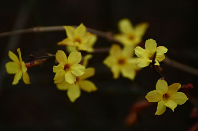 黄色软件APP免费下载2023：极速狂飙2023正式上线，真实竞速体验与专业攻略全解析-4