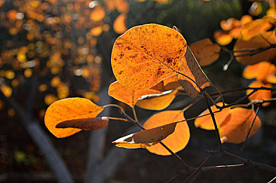 麻豆片：复古赛车改装风潮，打造你的像素传奇座驾-3