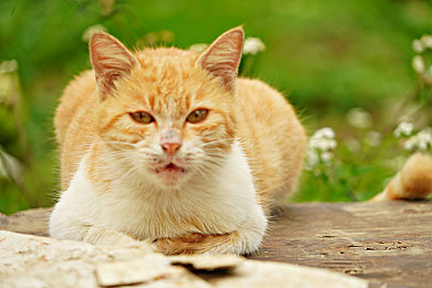 久热6：《极限竞速》系列新作发布，开放世界赛车游戏迎来深度进化时代-2