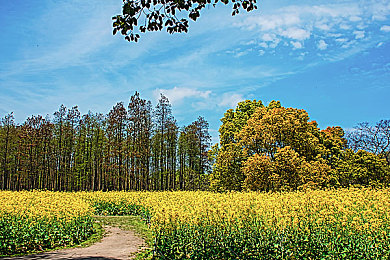 男同桌每天都骗我去他家:每日重返墨西哥,探索地平线5的无尽竞速乐趣-3