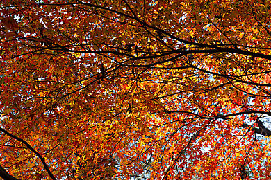 黄色APP下载OPPO：疾速色彩解谜，极简赛车挑战视觉与反应新境界