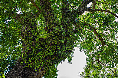 《兽娘通信～海豚娘》剧情介绍：海洋生态共鸣新作今日上线，跨越物种羁绊守护蔚蓝世界-2