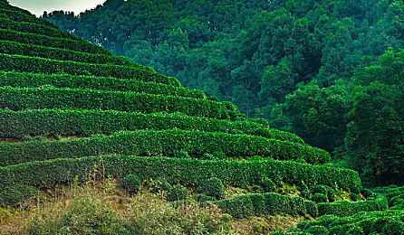 成人国产精品秘 精东传媒：都市飞车深度解析，开放世界竞速与改装攻略全揭秘-2