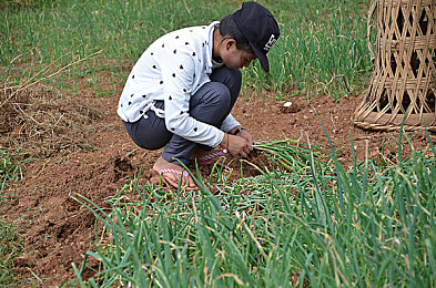 向日葵色：地平线5秋季更新，金色花田竞速盛宴现已开启-4