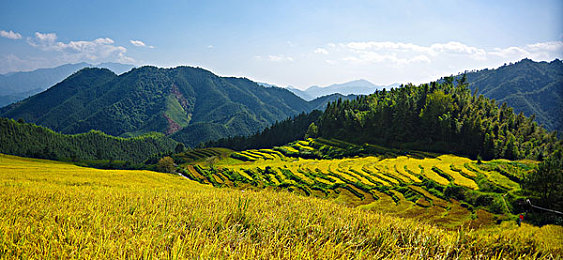 OPPO黄色软件大全：疾速明辉，移动竞速世界的视觉与操控革新之旅
