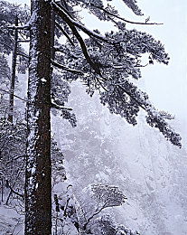 张柏芝殖器十二图片：极速幻影新资料片上线，十二张传奇改装图纸等你收集-3