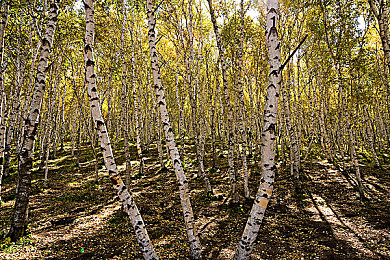 黄色软件大全3.0.3：都市的士终极驾驶新版上线，真实经济系统与动态天气革新模拟体验-2