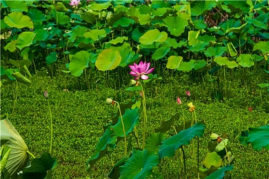 机机和机机手机免费下载版大全：轰鸣钢铁，驾驭未来，移动竞速终极免费图鉴-3