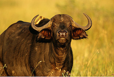 肌巴捅逼软件：硬核赛车新作极限车手今日上线，真实物理引擎挑战驾驶极限-1