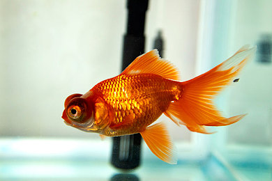 99热这里精：极速狂飙，于追缉风暴中淬炼巅峰车技