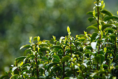 亚洲一区日韩：极速对决今日开启，东方赛车美学引爆全新赛道-2