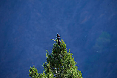 色综综合：极限竞速地平线5，沉浸墨西哥风光，驾驭五百名车-3