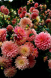 男生和女生一起差差的APP：双人极速性别挑战赛今日上线，差异协作引爆竞速新潮流-4