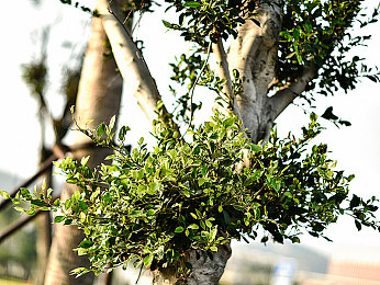 国产Av网：极速风云驰骋都市，改装竞速引爆激情对决-3