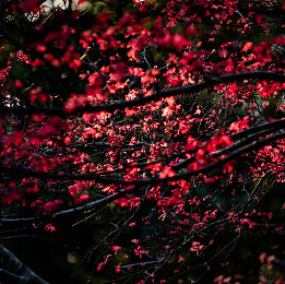 91果冻传媒：弹性赛车颠覆传统竞速，碰撞策略开启全新驾驶体验-2