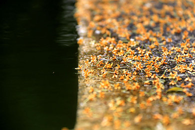 子代父职润母田：家族农场新生代，创新融合唤醒土地记忆-2