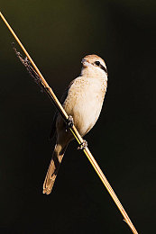 亚洲 一区:极速纪元风云再起,顶尖车手争夺虚拟赛道最高荣耀-2