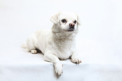 男女做的网站：双人驾驶新纪元，极速共生开启协作竞速之旅-2