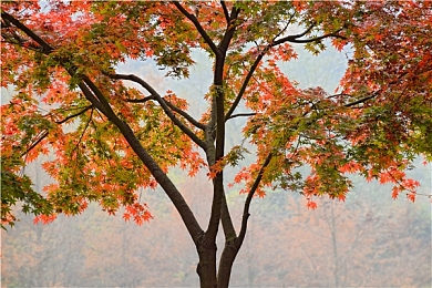 国产男同:霓虹街巷,竞速共筑兄弟车途-3