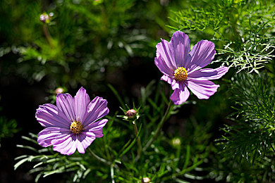 女生吃男生的困困：极速恋人策略竞速，情感博弈颠覆传统赛道体验-3