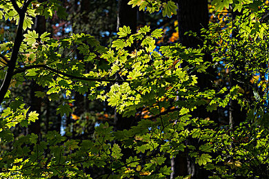 17C爆料：独家揭秘，深度体验从零造车，硬核赛车新游即将颠覆传统-3