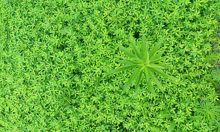 亚洲情区：霓虹港街头狂飙，沉浸东方赛车新世界-3