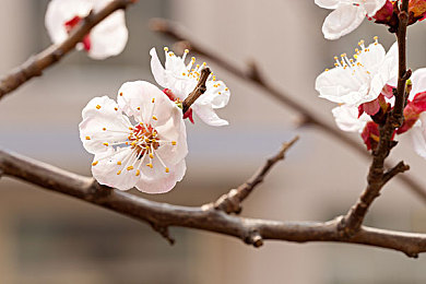 3.0.3免费华为版破解大全：《极速都市》3.0.3版本今日上线，华为专属优化与国产新车揭秘-3