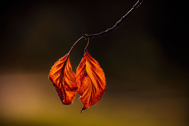 bdsm调教男男：极速驯服双雄对决，赛道争锋开启心理与速度的终极博弈-2